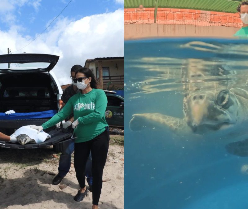 Após meses em reabilitação, tartaruga-oliva é devolvida ao mar em Alagoas