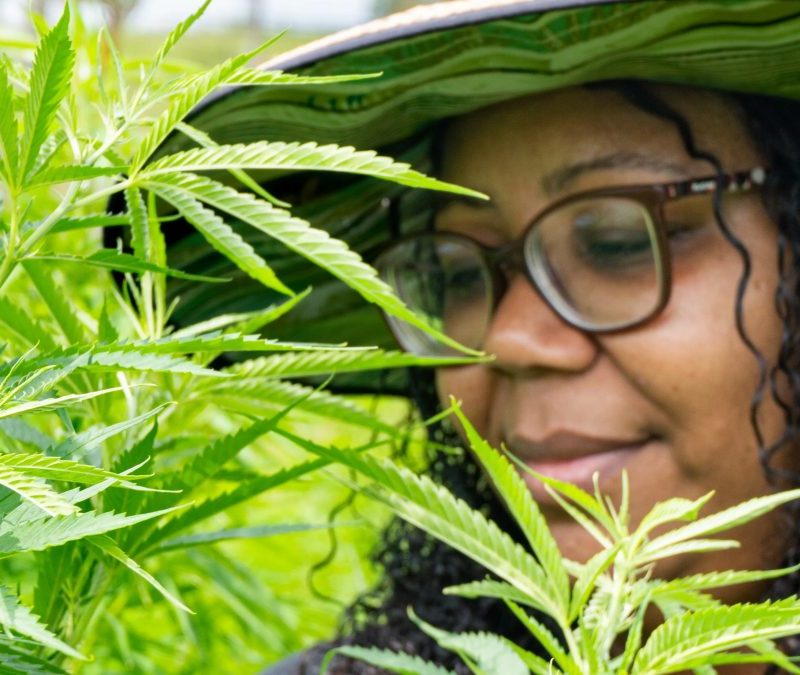 Associação de Niterói recebe autorização para produzir cannabis medicinal