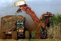 Chuvas devem deixar mais de 35 milhões de toneladas de cana no campo