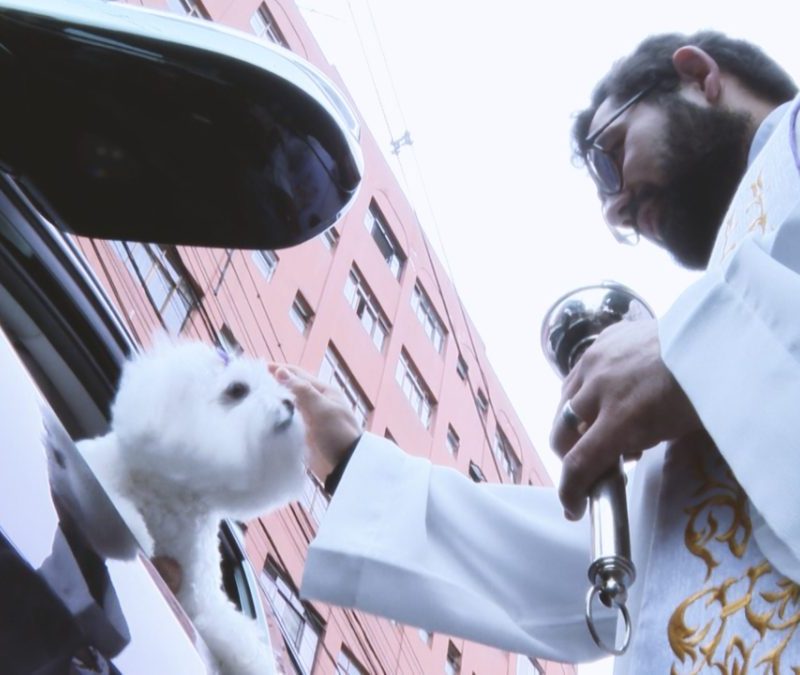 Curitiba terá bênção dos animais na sexta e no sábado