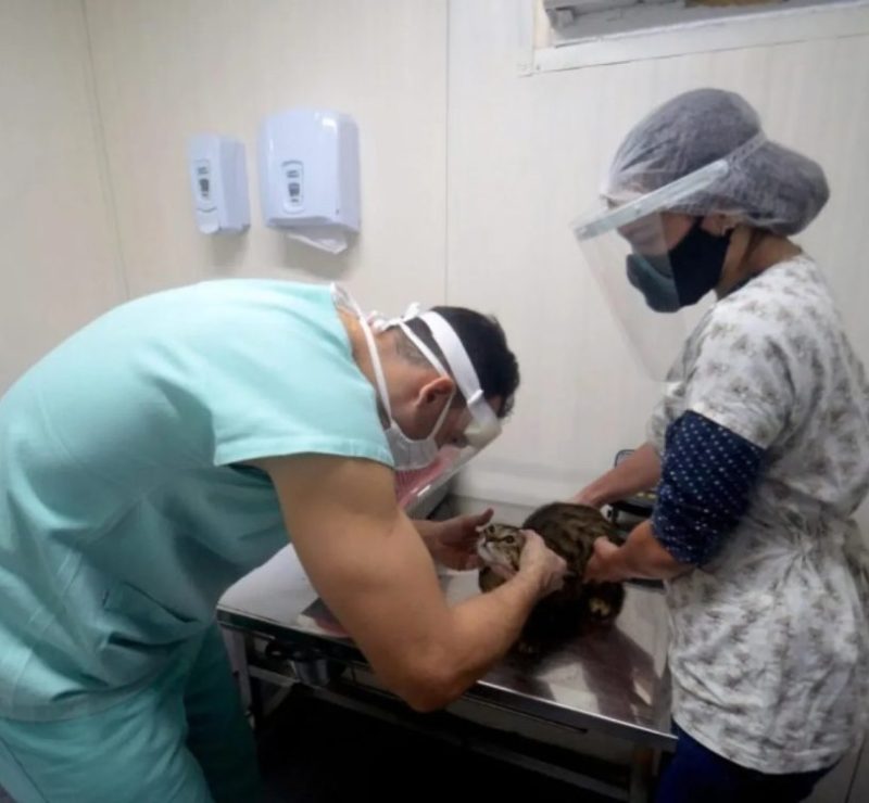Edital para ONGs castrarem cães e gatos gratuitamente é lançado em Salvador; veja como participar