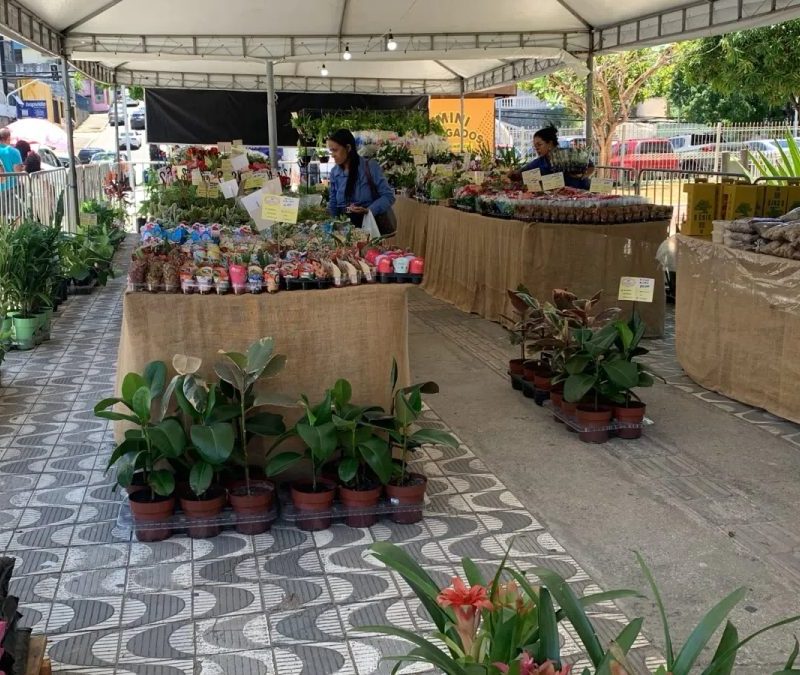 Feira de Flores de Holambra tem mais de 200 espécies a partir de R$ 5 em Maceió