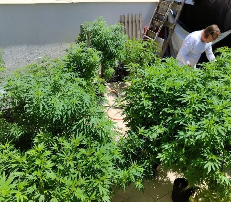 Feira em Fortaleza defende políticas sobre drogas com justiça social