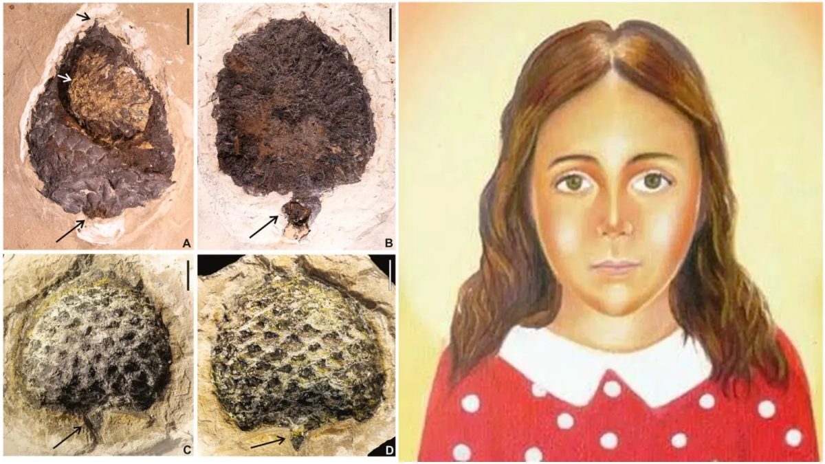 Fóssil de 120 milhões de anos é batizado em homenagem a mártir cearense Menina Benigna