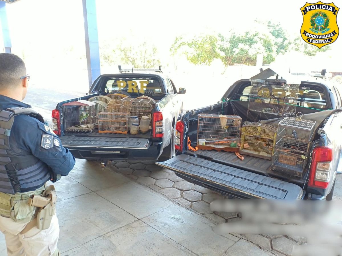 Operação da PRF no Maranhão resulta na prisão de 14 pessoas e no resgate de cerca de 60 animais silvestres
