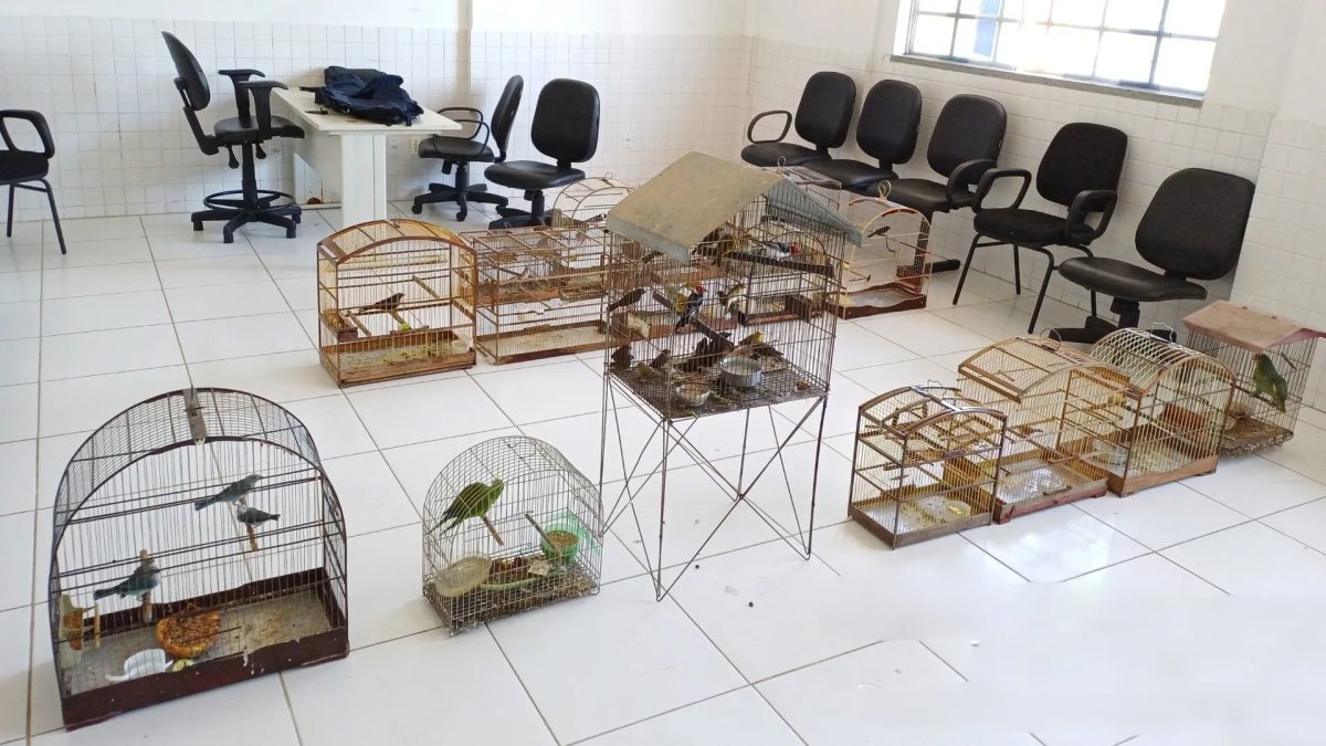 Operação da PRF resgata 59 animais silvestres e detém 14 pessoas no Maranhão