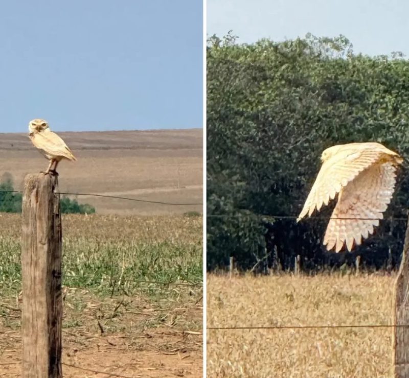 Plumagem exuberante: coruja branca e rara é registrada em Goiás
