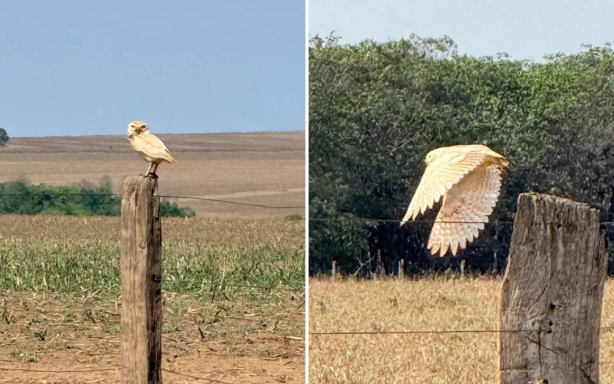 Plumagem exuberante: coruja branca e rara é registrada em Goiás