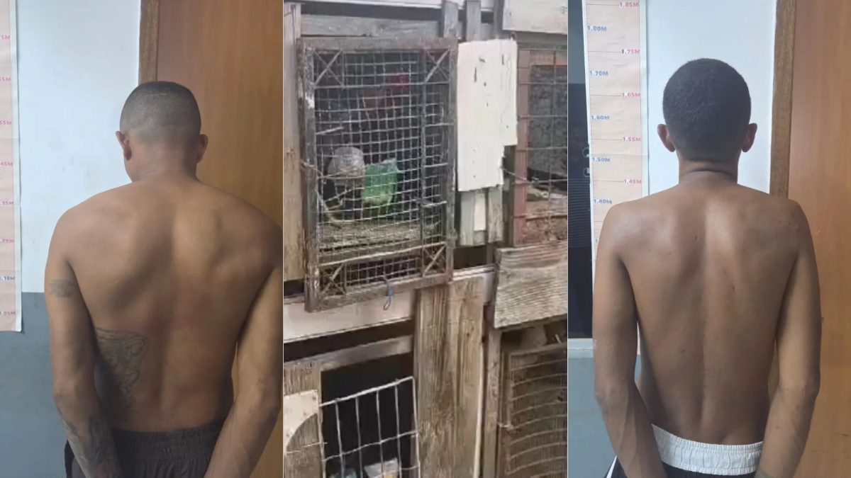 Polícia prende dois foragidos e suspeito de manter rinha de galos em Timon