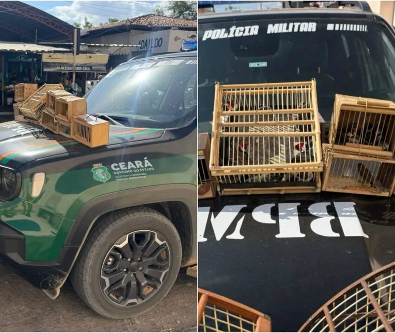 Polícia resgata 27 aves silvestres durante fiscalização em feira livre no interior do Ceará