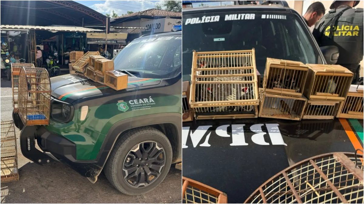 Polícia resgata 27 aves silvestres durante fiscalização em feira livre no interior do Ceará