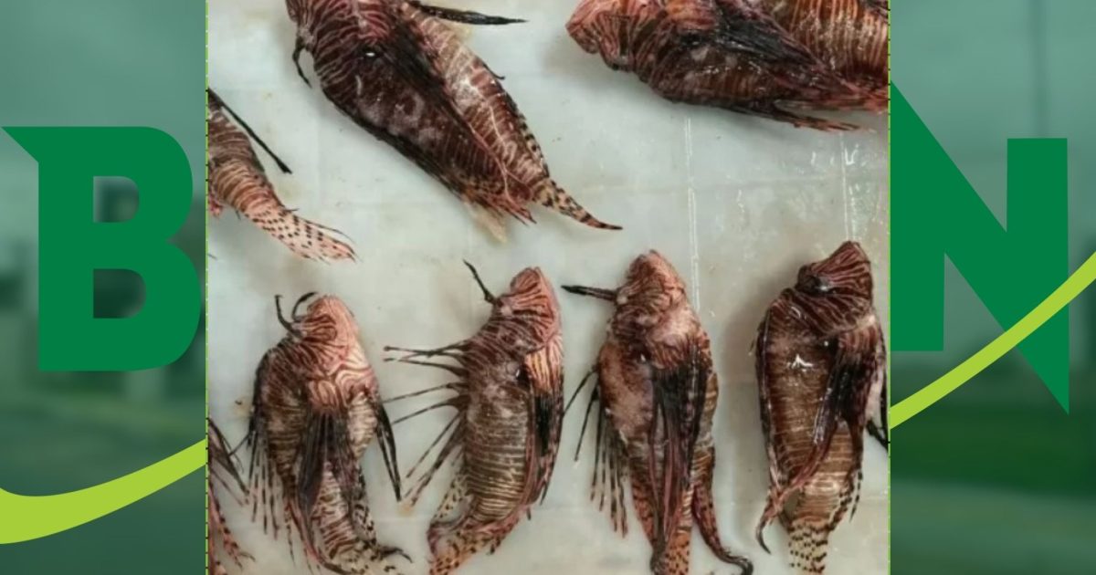 Porto Seguro: Prefeitura paga R$ 10 por cada peixe-leão capturado para combater espécie invasora