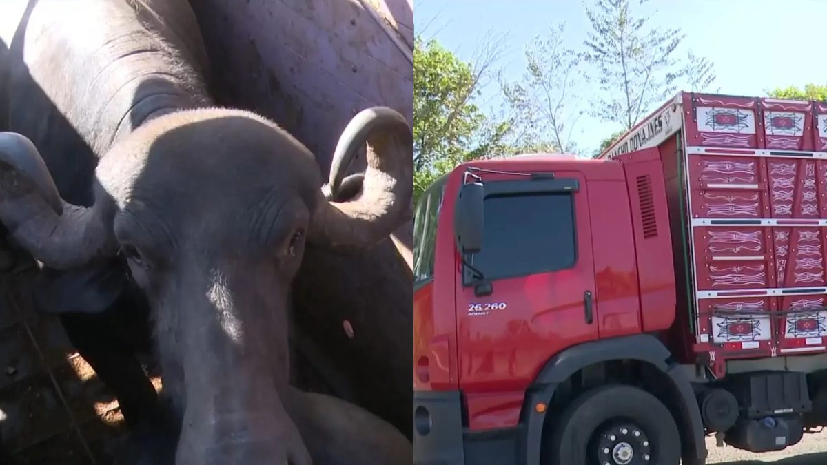 PRF apreende carga de 17 búfalos transportados sem documentação no sul do Maranhão
