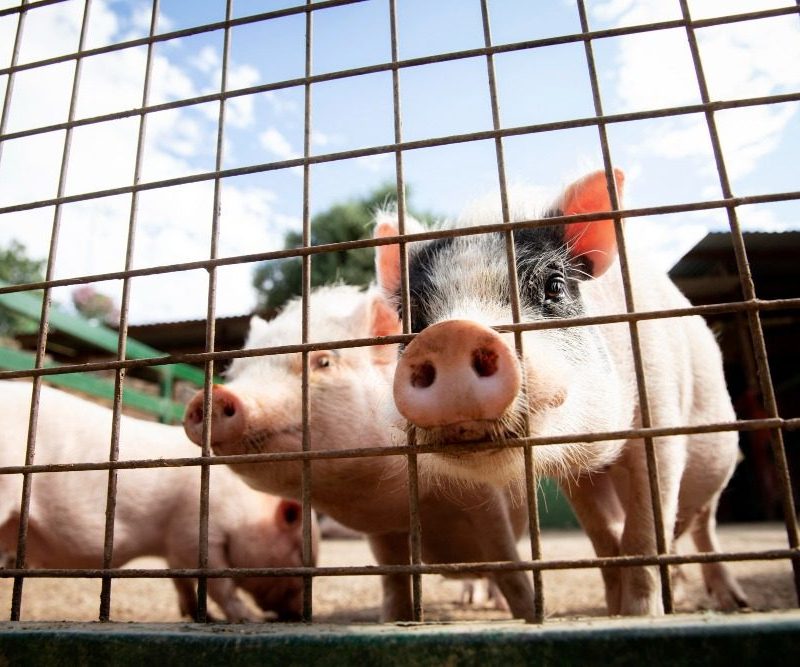 Rebanho suíno tem maior crescimento do país em Alagoas; bovinos avançam 7%