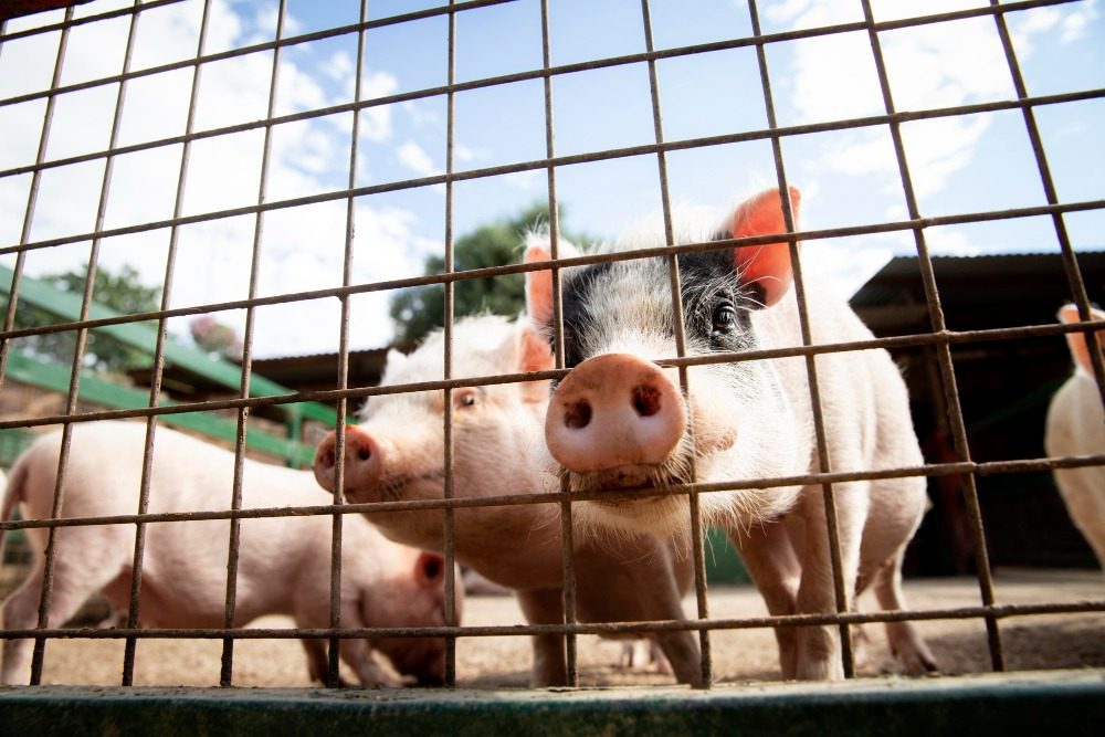 Rebanho suíno tem maior crescimento do país em Alagoas; bovinos avançam 7%