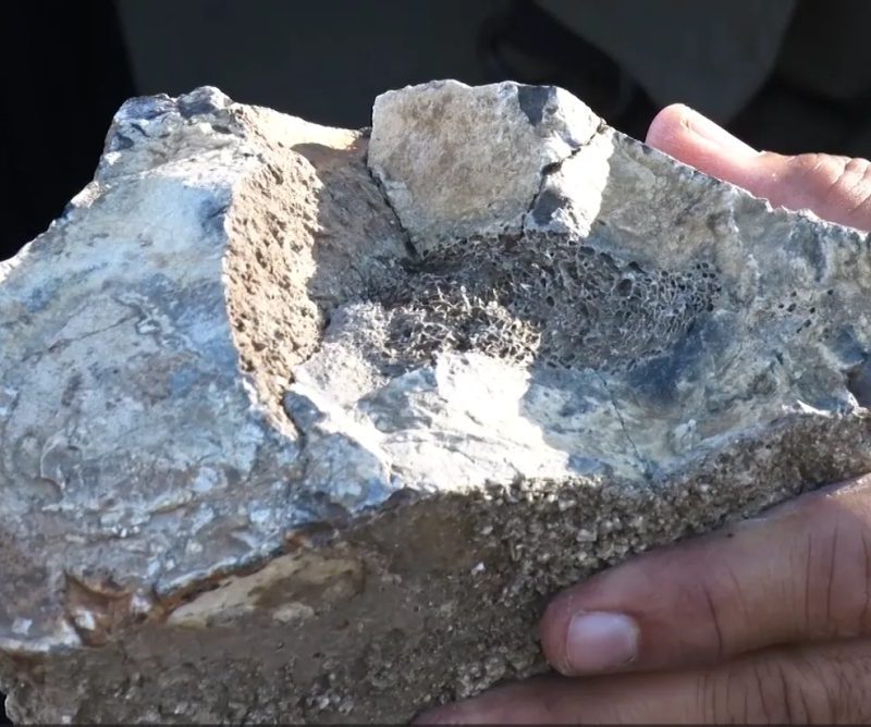 Seca em lagoa revela fósseis de animais pré-históricos e pinturas rupestres de 10 mil anos em Caruaru