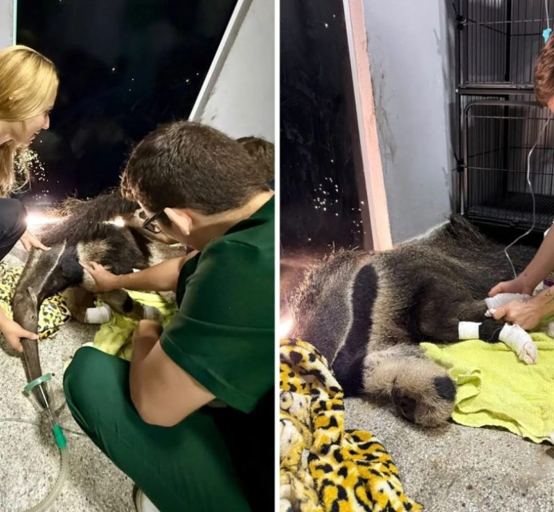 Tamanduá é resgatado com as patas queimadas durante incêndio florestal em Goiás