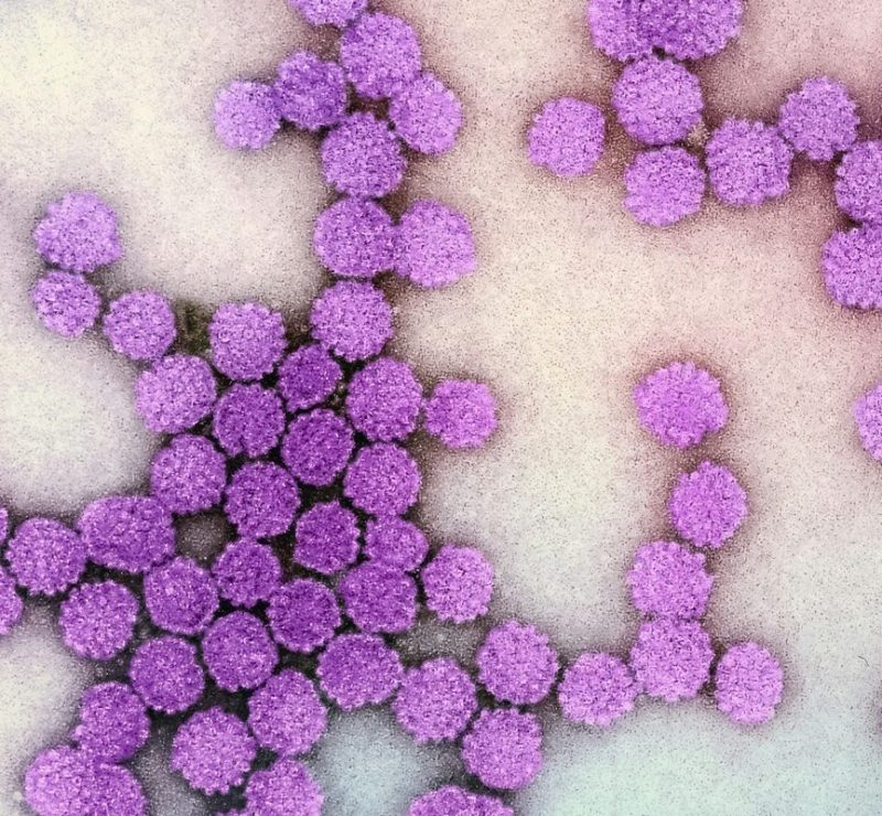 Terapia epigenética pode reduzir atividade do vírus da hepatite B