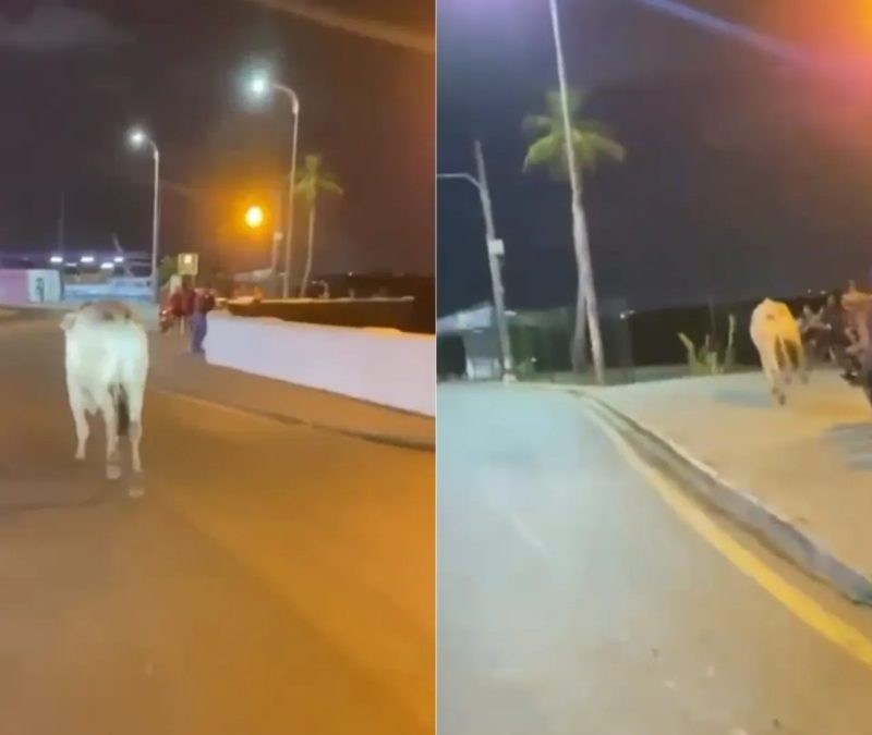VÍDEO: boi desgovernado atinge homem, cai no mar e é visto nadando em São Luís