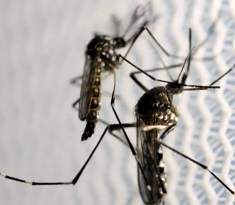 Aedes aegypti: quase metade dos municípios está em alerta ou risco