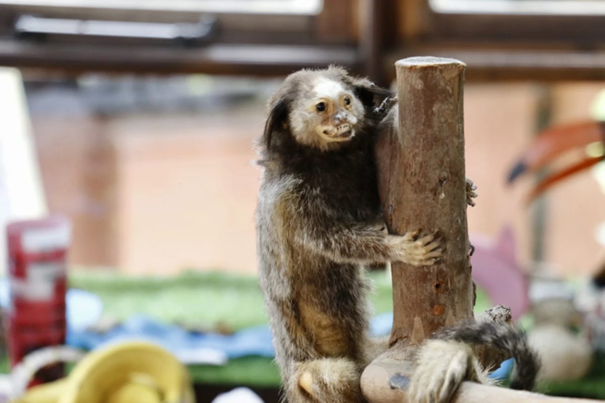 Animais exóticos se espalham em parques de Curitiba e são confundidos com pets