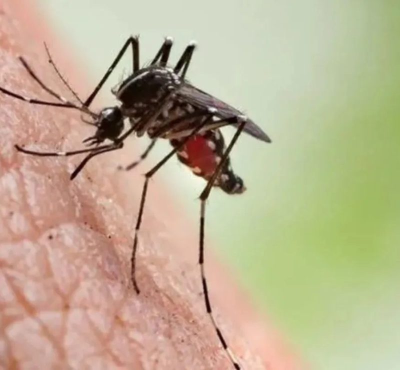 Casos de chikungunya saltam de 18 para 1.027 em um ano em cidade na Bahia