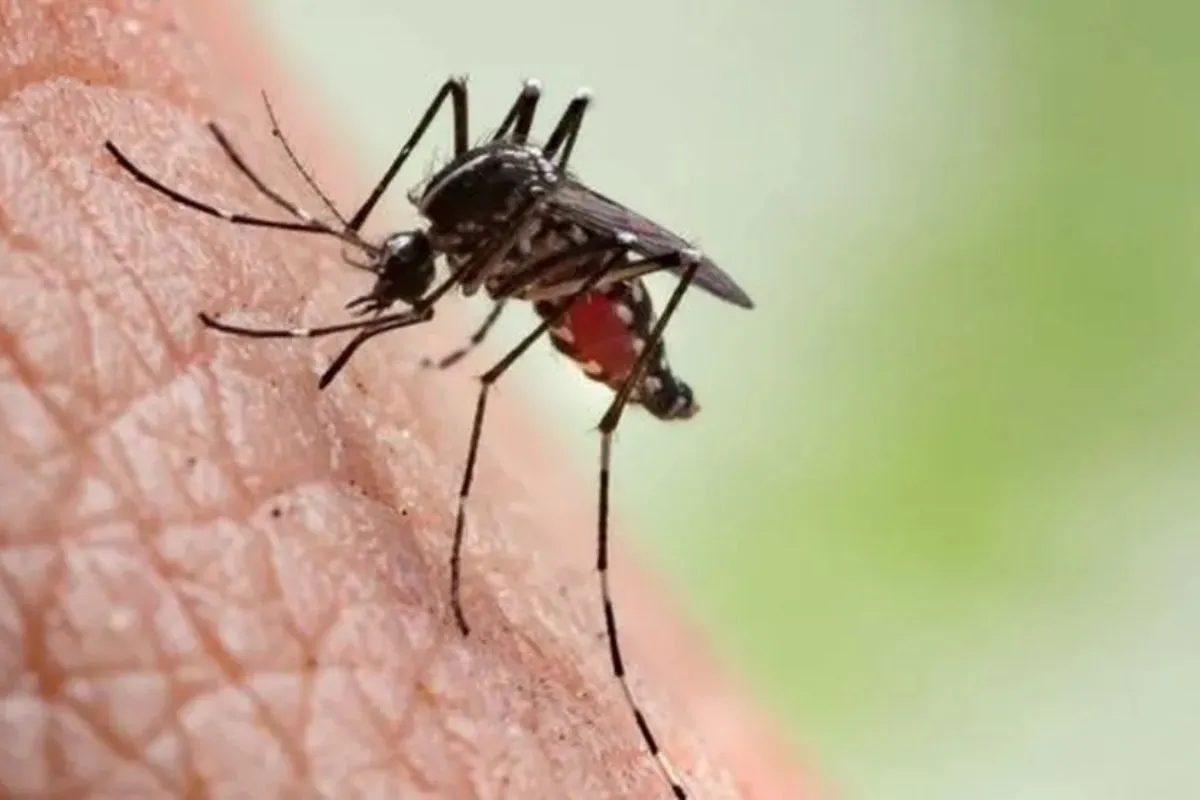 Casos de chikungunya saltam de 18 para 1.027 em um ano em cidade na Bahia