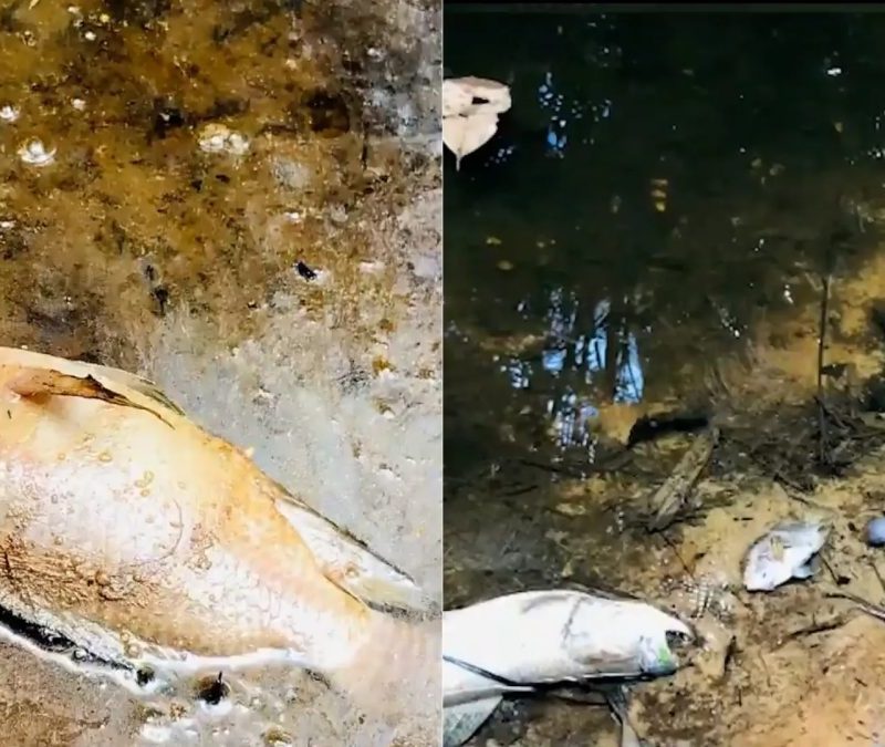 Centenas de peixes aparecem mortos em igarapé na zona rural de São Luís; moradores suspeitam de contaminação