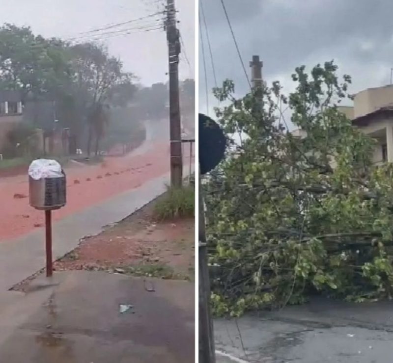 Chuva arranca árvores e causa estragos em Goiás; vídeo