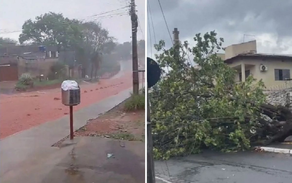 Chuva arranca árvores e causa estragos em Goiás; vídeo