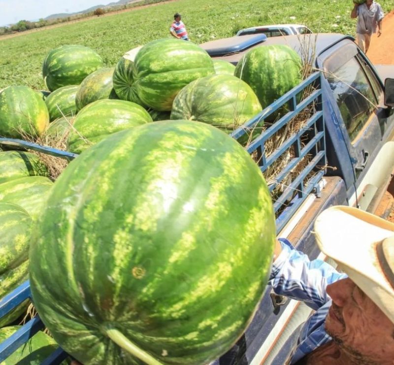 Cidade goiana conquista autorização para exportar melancia, melão e abóbora