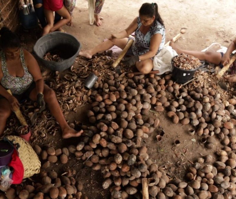 Com apoio da ciência, quebradeiras de coco do Maranhão produzem alimentos funcionais e veganos