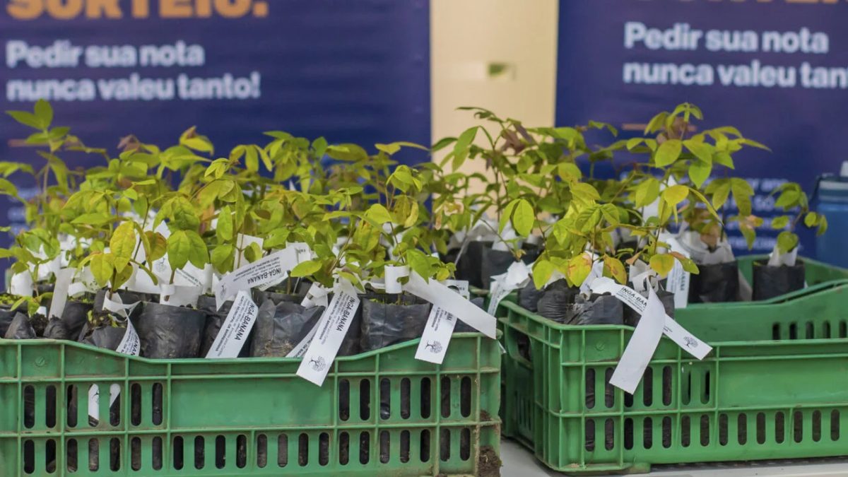 Curitiba distribui milhares de mudas de árvores frutíferas