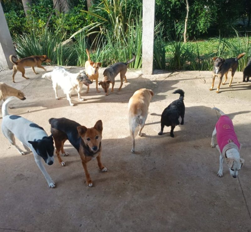 Curitiba registra quase uma denúncia de maus-tratos a animais por hora