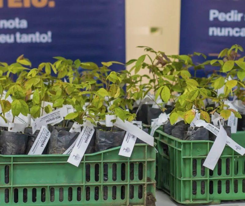 Curitiba vai distribuir mudas de árvores frutíferas para a população