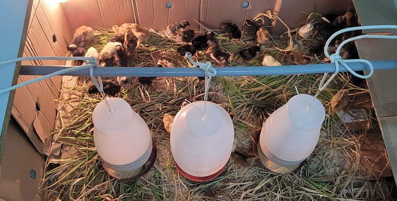 Embrapa cria galinheiro para prevenir doenças em comunidades indígenas