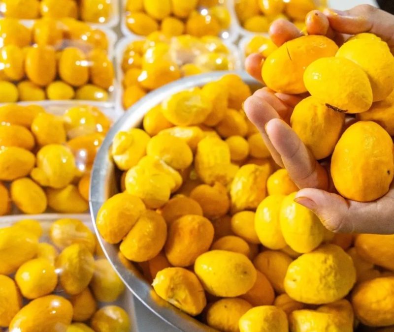 Festa do Pequi em Goiânia terá disputa para eleger o maior roedor de pequi do Brasil