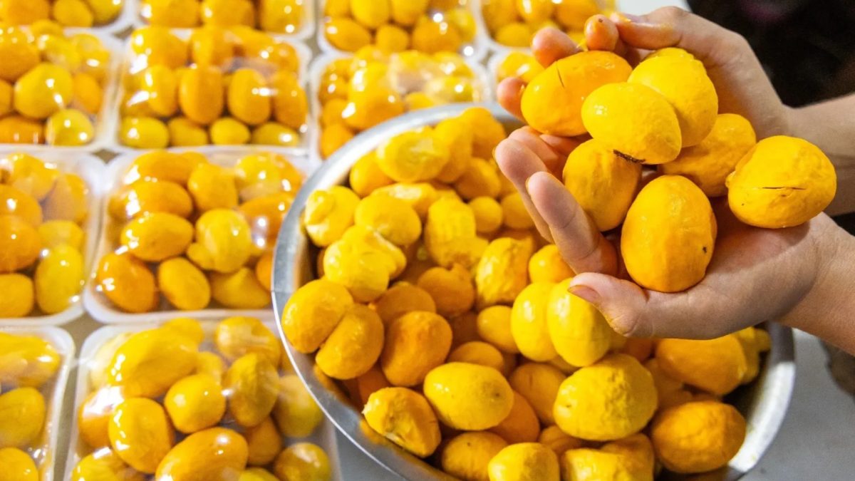 Festa do Pequi em Goiânia terá disputa para eleger o maior roedor de pequi do Brasil