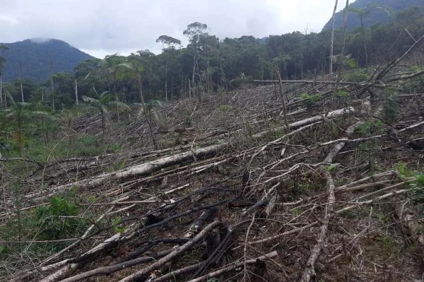 Fornos para produção de carvão são flagrados em floresta do Paraná