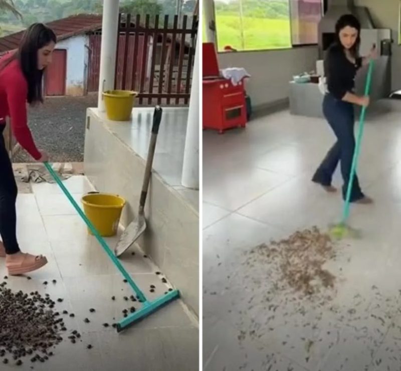 Goiana que mora na roça viraliza ao mostrar vídeo de casa tomada por insetos: ‘Um dia é besouro, outro é aleluia’