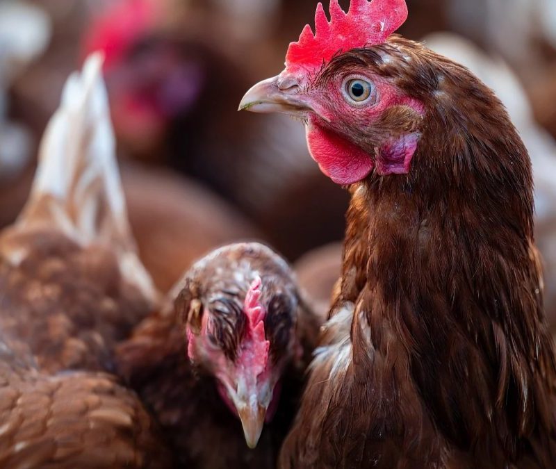 Governo declara emergência zoosanitária em 4 municípios de SC