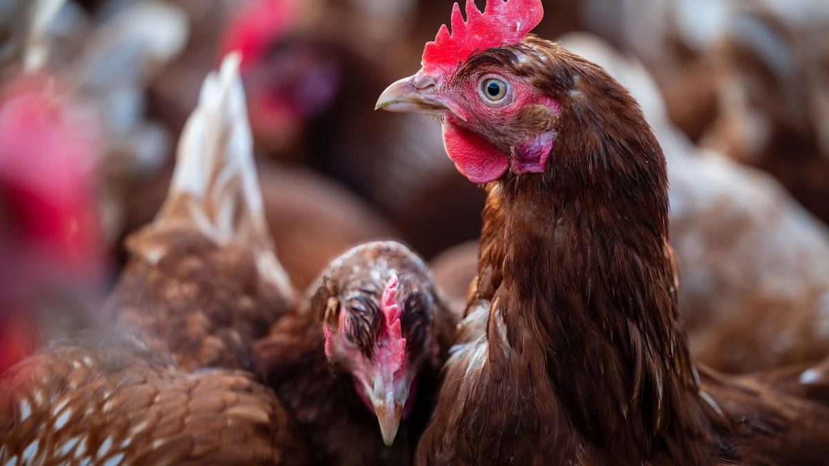 Governo declara emergência zoosanitária em 4 municípios de SC