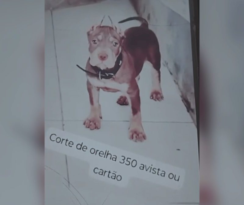 Homem é indiciado por anunciar ‘serviço’ de corte de orelhas de cães nas redes sociais em Maceió