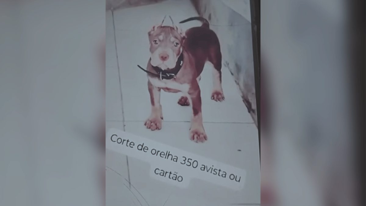 Homem é indiciado por anunciar 'serviço' de corte de orelhas de cães nas redes sociais em Maceió
