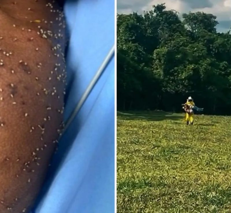 Homem leva centenas de picadas de abelhas em fazenda de Goiás