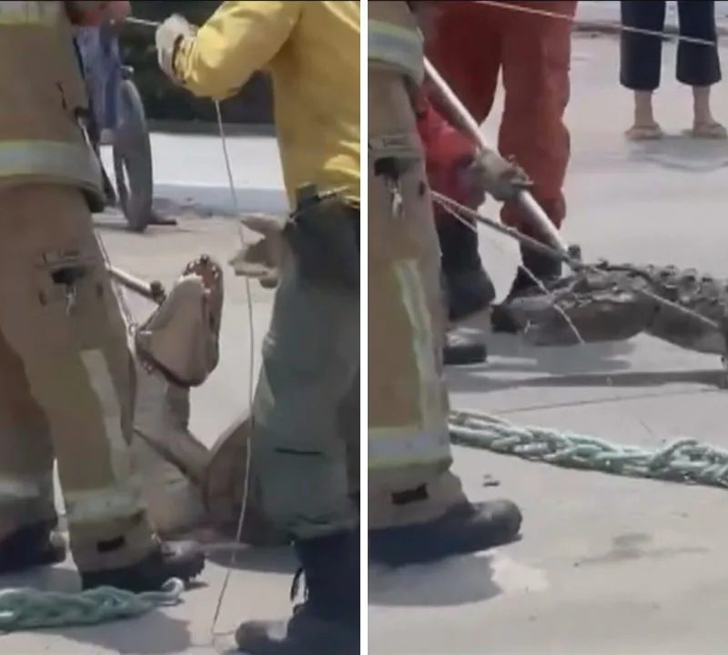 Jacaré-do-papo-amarelo é resgatado de bueiro em condomínio de Niterói