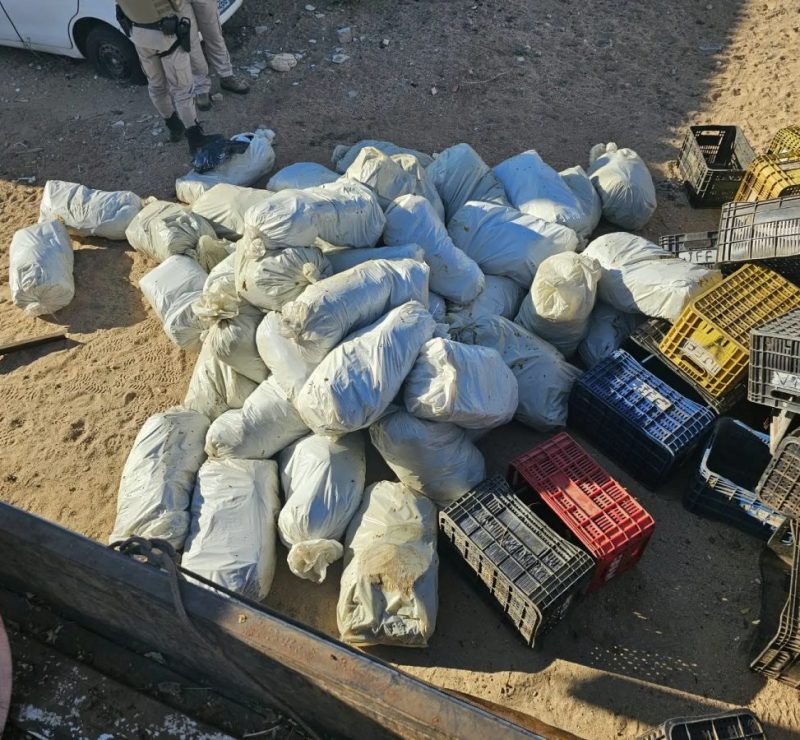 Mais de 320 kg de maconha encontrados escondidos em meio a engradados de verduras são apreendidos na Bahia