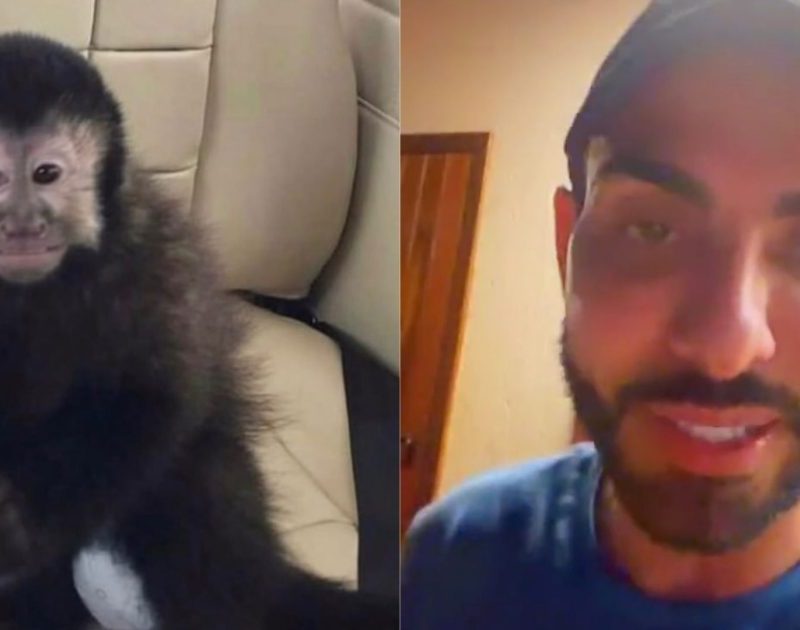 Marcell Moraes denuncia morte de macaco após ser resgatado em condomínio de Salvador