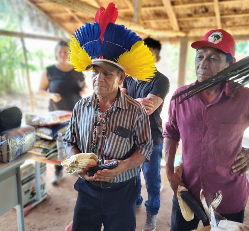 Milho sagrado volta a ser cultivado por indígenas no Paraná