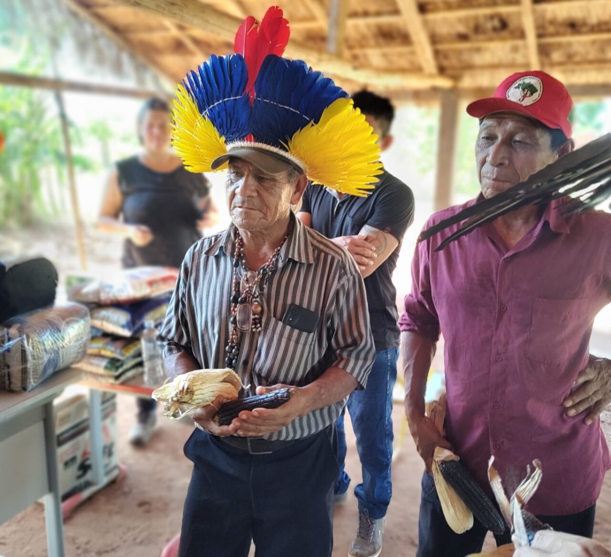 Milho sagrado volta a ser cultivado por indígenas no Paraná